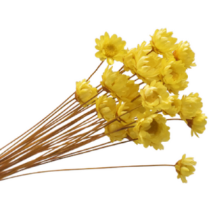 Yellow Preserved Flowers | 30 Stems